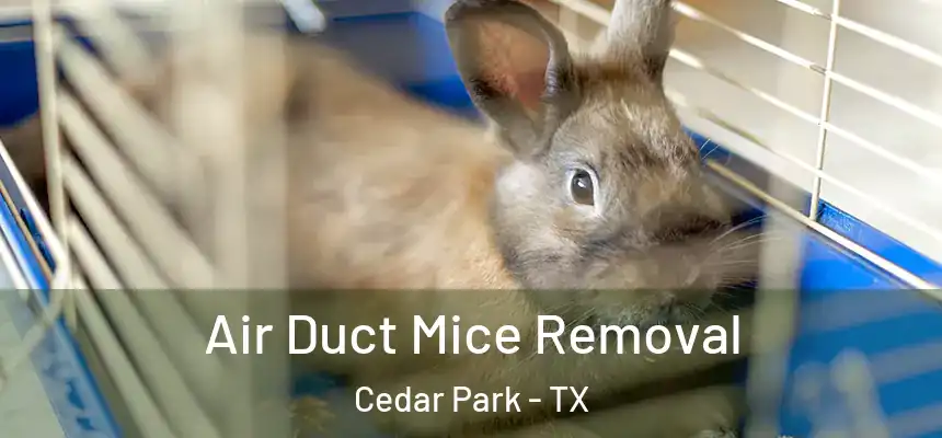 Air Duct Mice Removal Cedar Park - TX